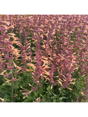 Agastache Meant to Be Queen Nectarine