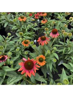 Coneflower Butterfly Rainbow Marcella