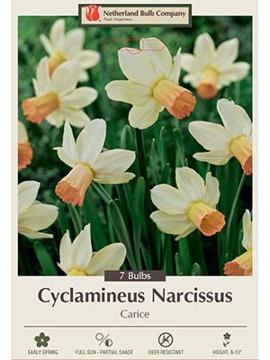 Narcissus Carice 7PK