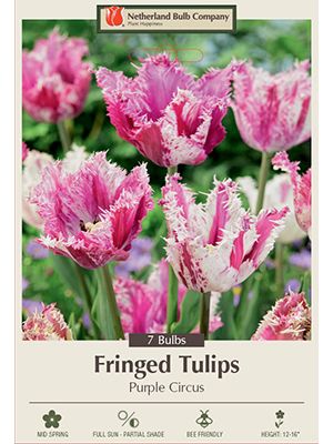 Tulip Purple Circus 7PK