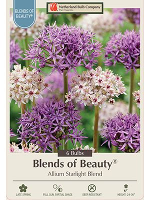 Allium Starlight Blend 6PK