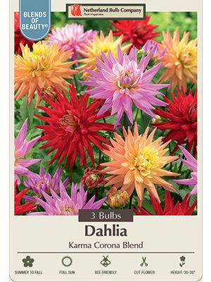 Dahlia Karma Corona Blend 3PK
