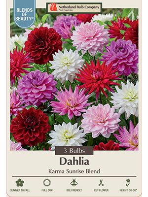 Dahlia Karma Sunrise Blend 3PK