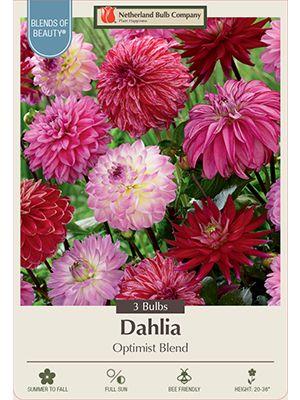 Dahlia Deco Optimist Blend 3PK