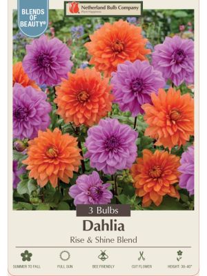 Dahlia Rise and Shine Blend 3PK
