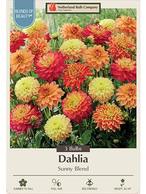 Dahlia Deco Sunny Blend 3PK