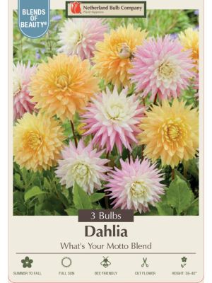 Dahlia Whats Your Motto 3PK