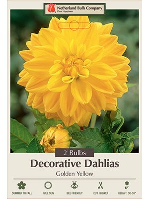 Dahlia Deco Golden Yellow 2PK