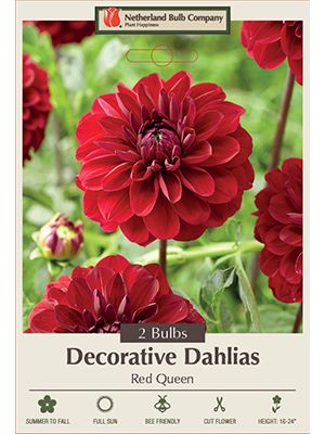 Dahlia Deco Red Queen 2PK