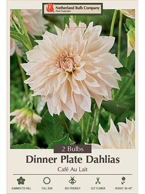 Dahlia Dinner Plate Cafe Au Lait 2PK