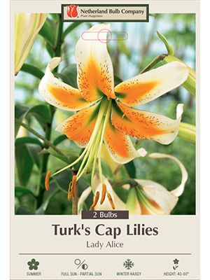 Lilium Lady Alice 2PK
