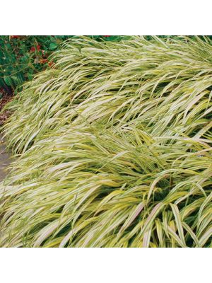 Japanese Forest Grass Aureola