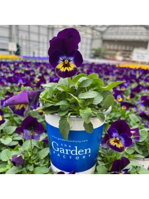 Pansy/Viola 4