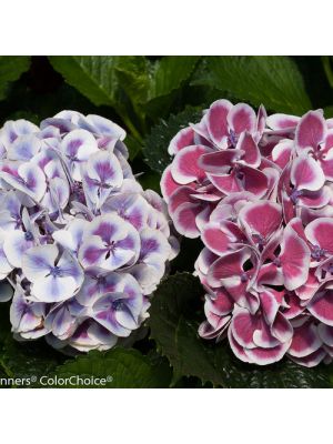 Hydrangea Cityline Mars