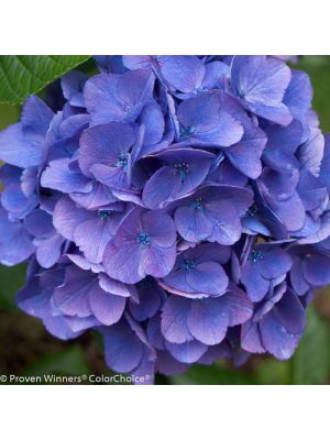 Hydrangea Cityline Vienna