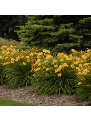 Daylily Stella de Oro