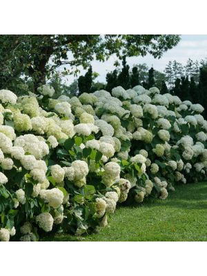 Hydrangea Incrediball