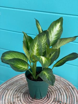 Dieffenbachia 6