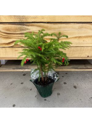 Norfolk Island Pine 4