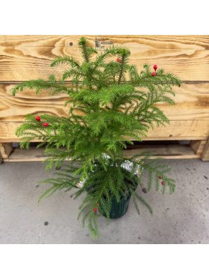 Norfolk Island Pine 6