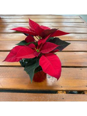 Poinsettia 4.5
