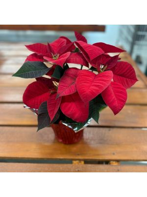 Poinsettia 6