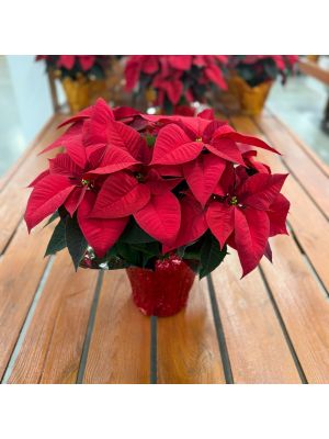 Poinsettia 8