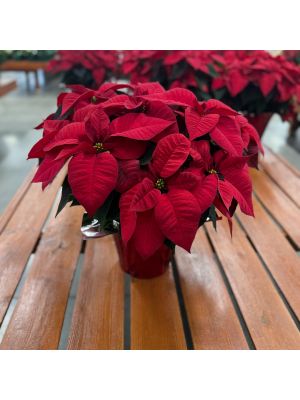 Poinsettia 10