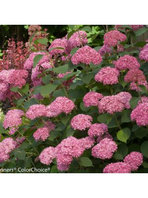 Hydrangea Invincible Spirit