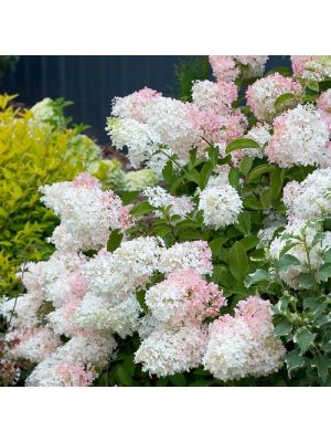 Hydrangea Little Lamb