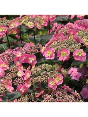 Hydrangea Tuff Stuff
