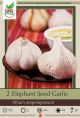 Elephant Garlic 2pk