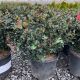 Ilex, 'Blue prince/princess' (combo) 3 Gallon