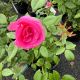 Rose Climbing Zephirine Drouhin