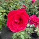 Rose Hybrid Tea Mister Lincoln
