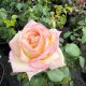 Rose Hybrid Tea Peace