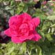 Rose Hybrid Tea Perfume Delight