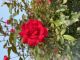 Rose Shrub Double Red Knockout