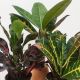 Croton Assort 4