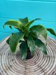 Dracaena Dragon Assorted 4