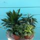 Dracaena Dragon 6