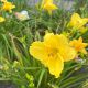 Daylily Happy Returns