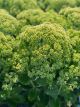 Sedum Autumn Joy