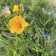 Daylily Stella de Oro
