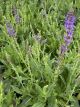 Salvia May Night