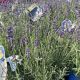 Lavender Hidcote