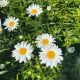 Shasta Daisy Snowcap