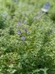 Nepeta Walker's Low Catmint