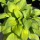 Hosta Gold Standard