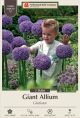 Allium Gladiator 2PK